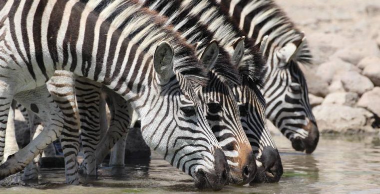 Cawston Wildlife Estate zebra