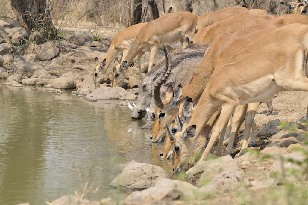 Cawston Wildlife impala at waterhole